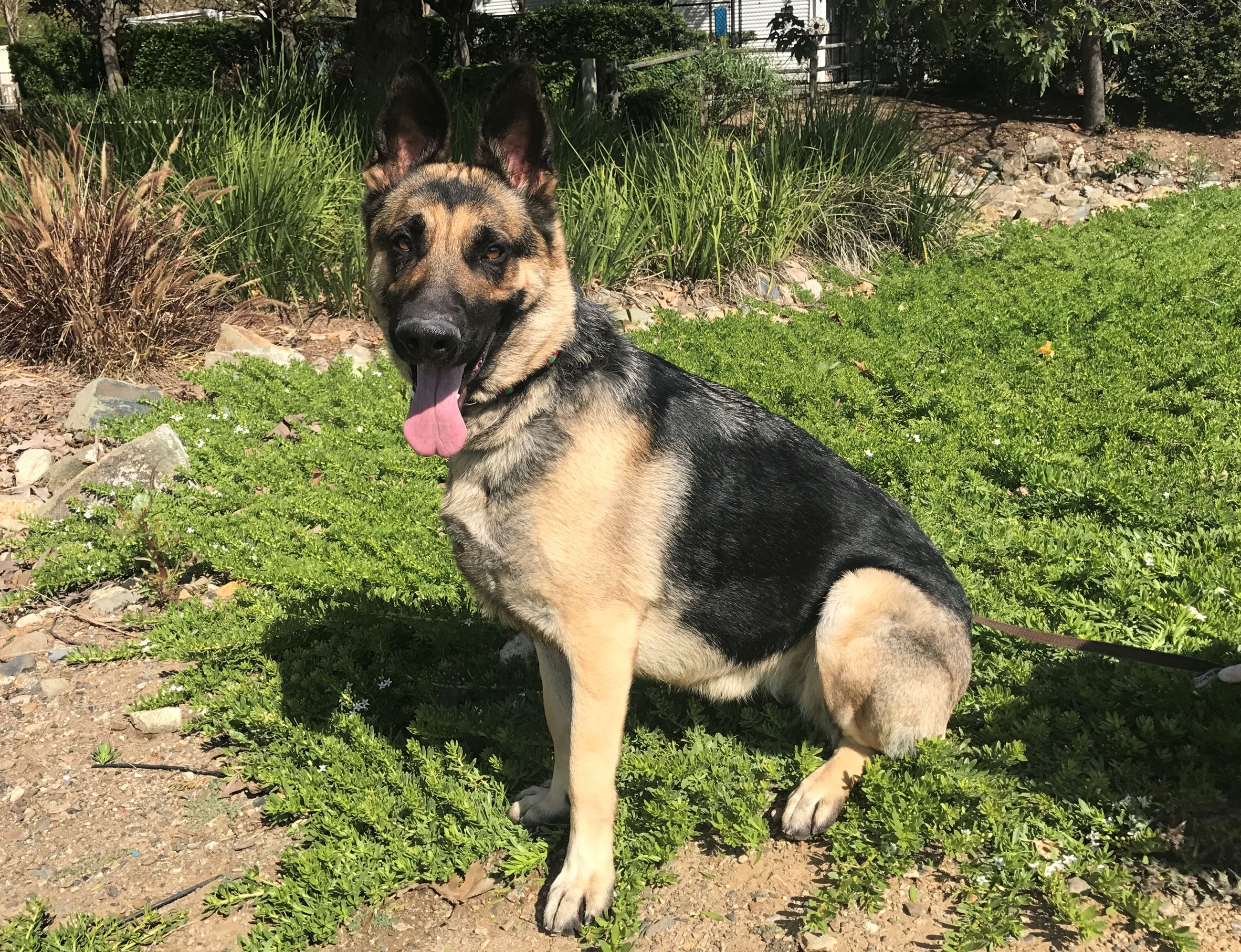 sarah German Shepard