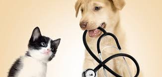 Dog and cat with stethescope