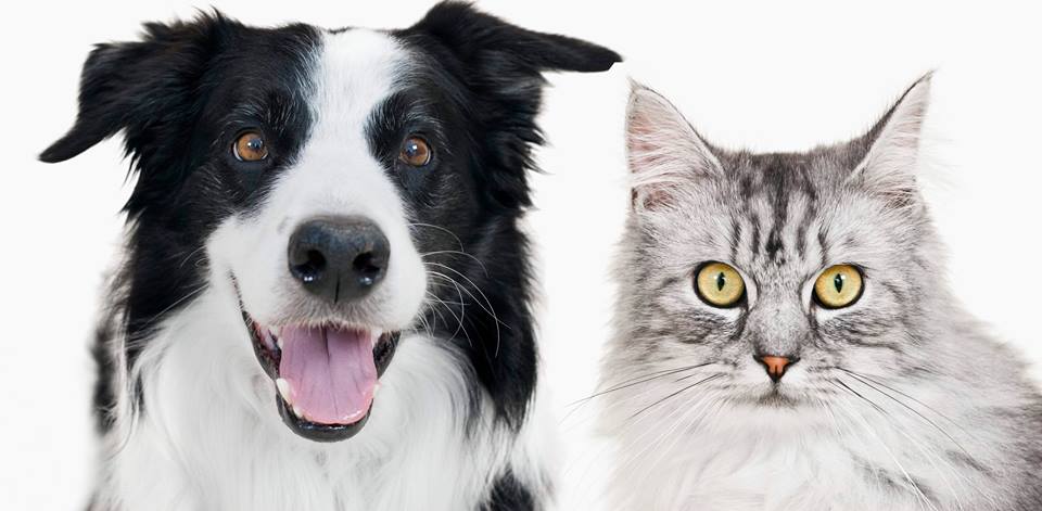 Dog and cat photo