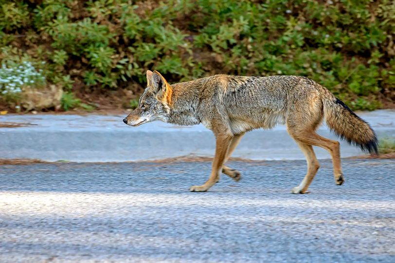 Photo of coyote