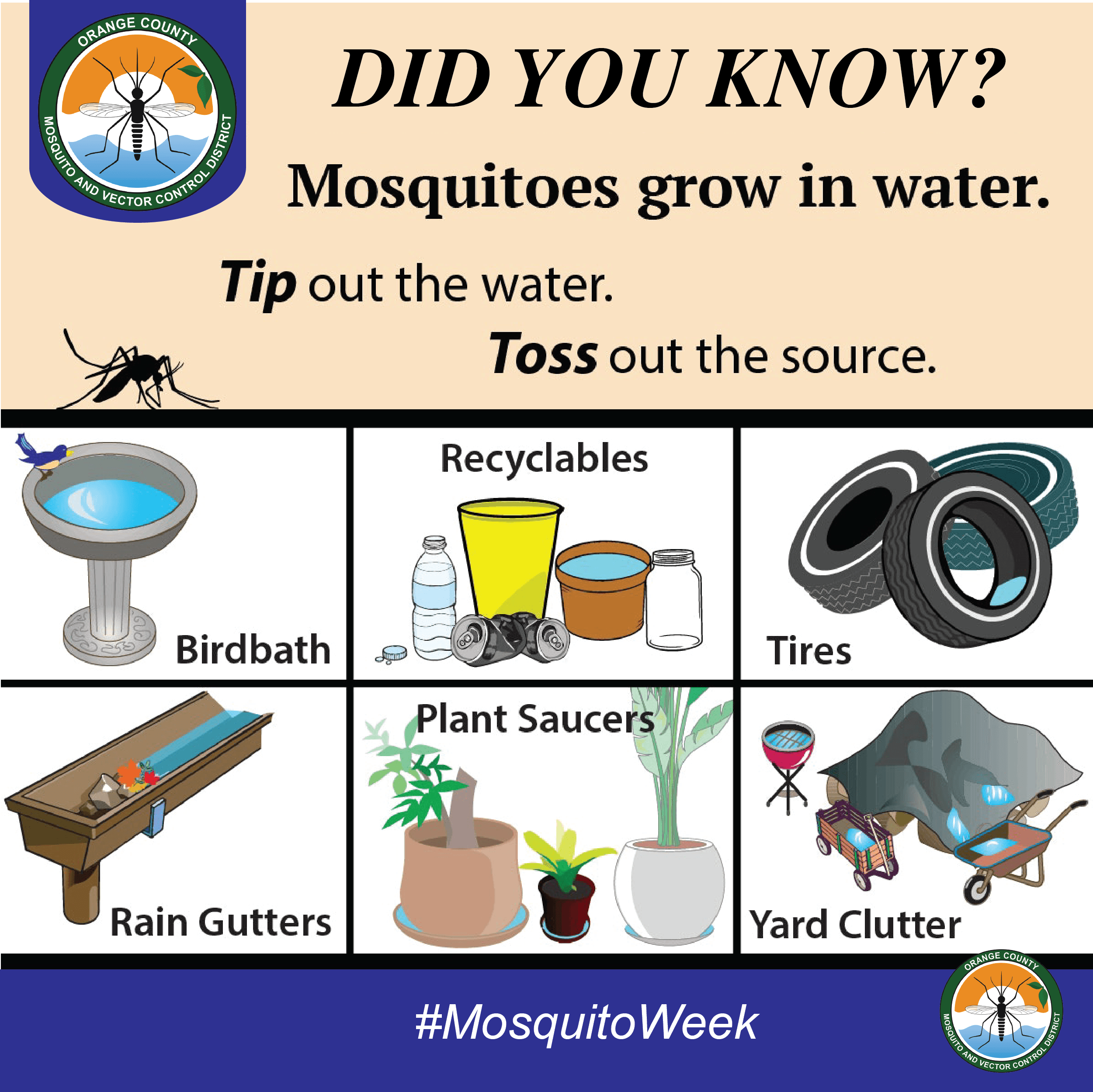 Mosquitoes grow in water graphic
